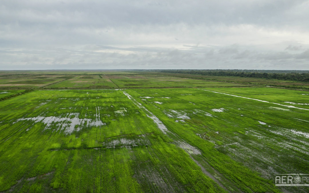 ? – Mission photographies des rizières de Mana